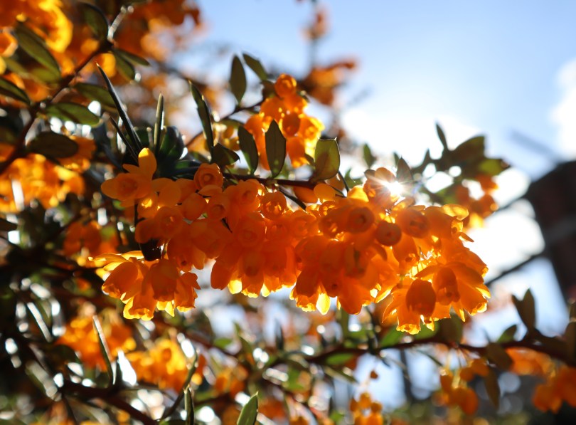 Pergola 9 orange blossom
