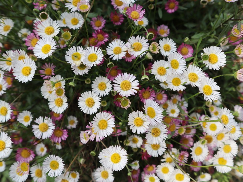 Why I Blog daisies 2690