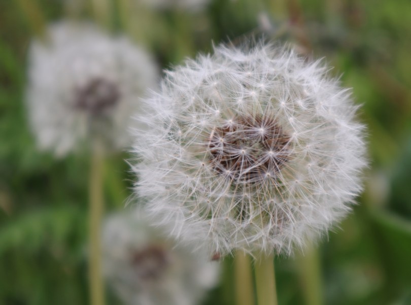 Why I Blog dandelion 2626