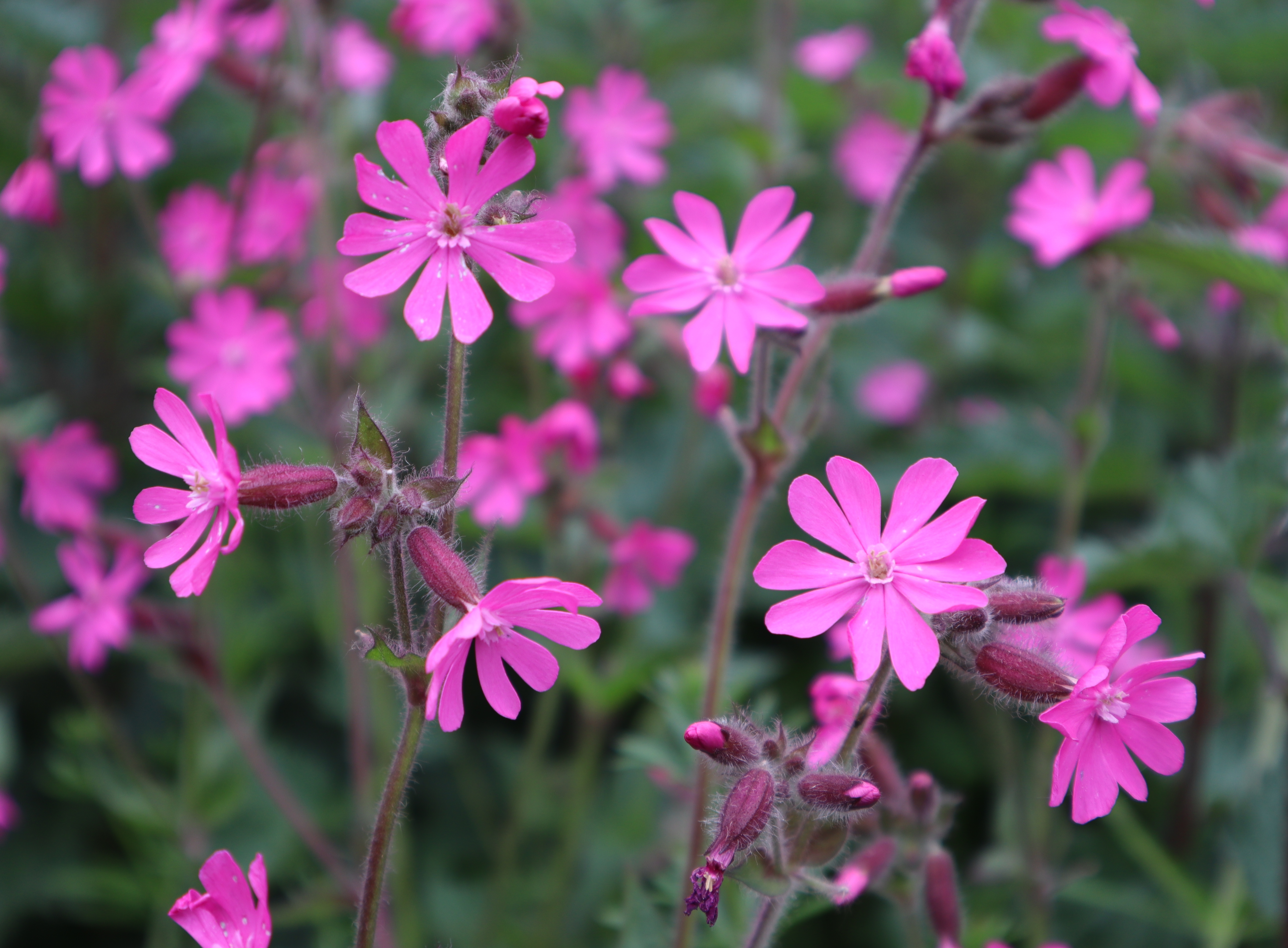 Why I Blog red campion 2642