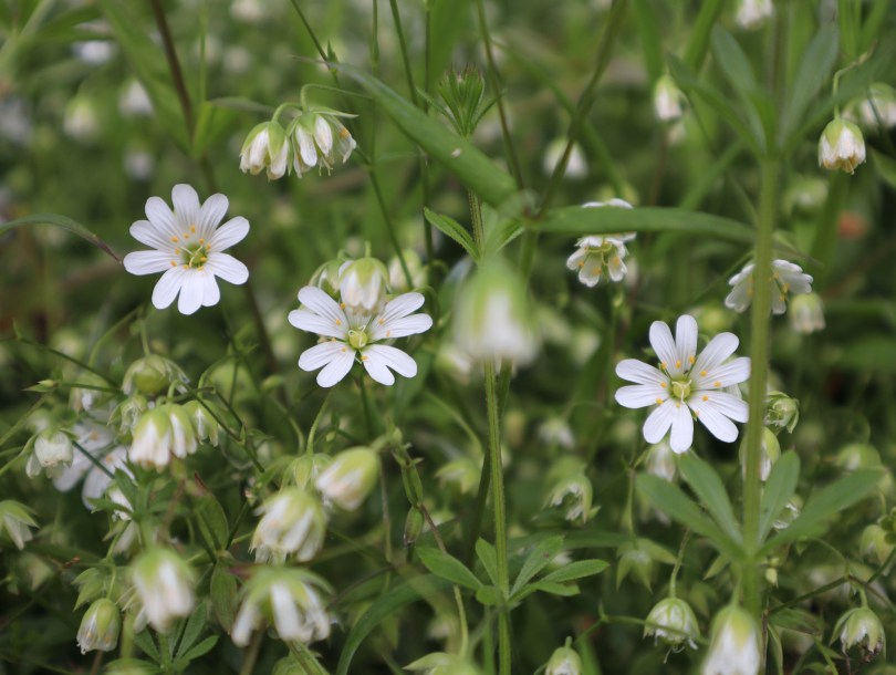 Why I blog stellaria 2639